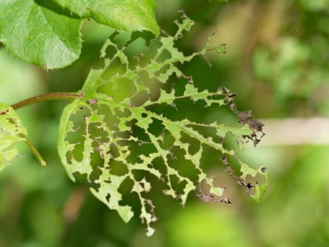 leaf eaten by pests