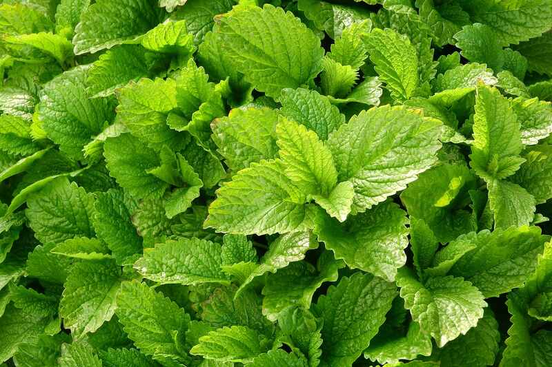 Beautiful green colored leaves of lemon balm