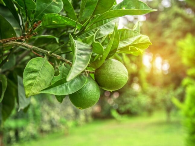 close-up of limes from a lime tree