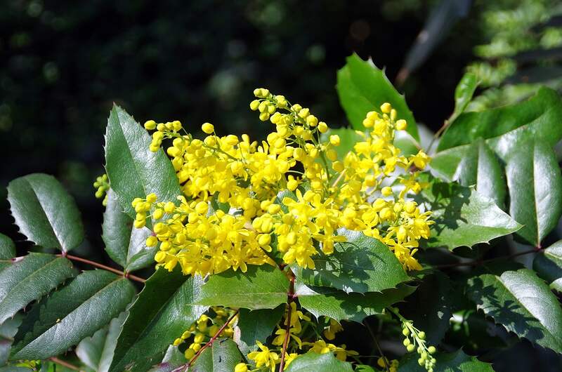 Beautiful yellow colored flowers of oregon grape