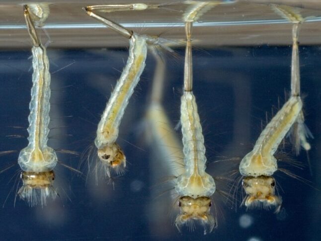 mosquito larvae