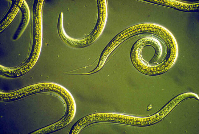 group of nematodes