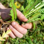 How to Get Rid of Stubborn Weeds in Your Grass