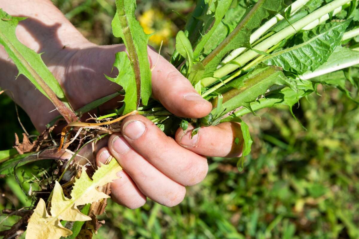 person holding a handful of weeds they pulled from their lawn or garden (1)