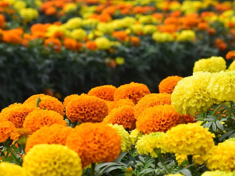 Beautiful yellow and orange colored marigold flowers