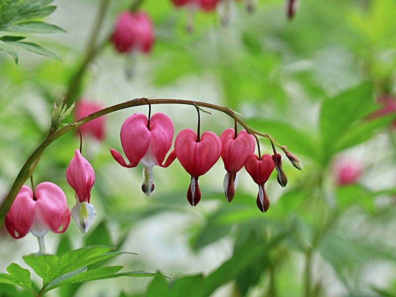 A close up of a beautiful pacific bleeding heart