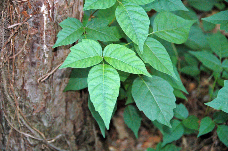 green leaves with a bark