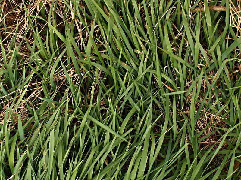green grass with dead grass and straw