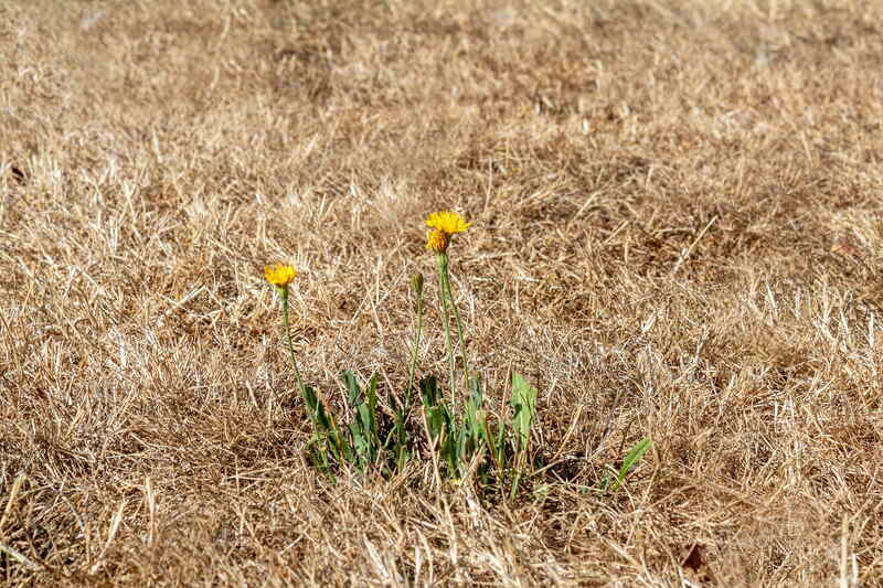 brown grass with a dandelion in the middle