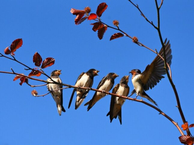 swallows on a branch