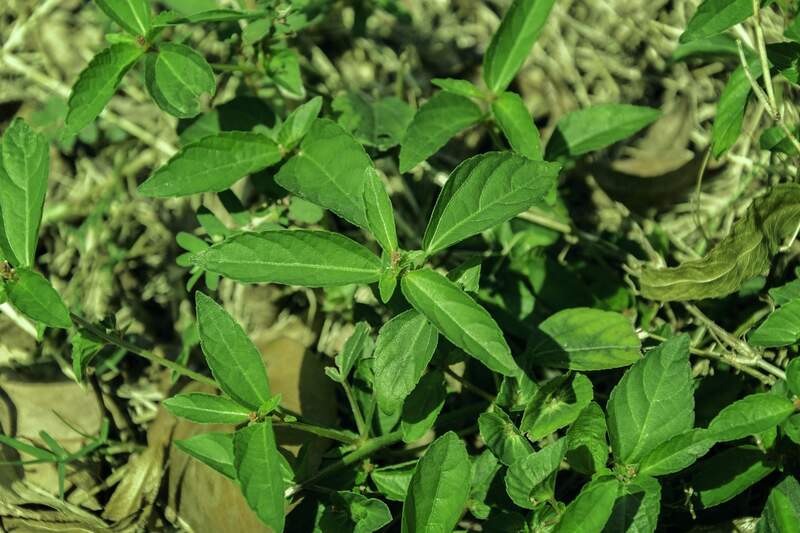 Huge grown leaves of weeds