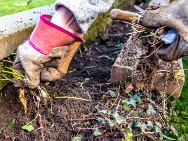 woman wearing gloves to remove weeds and plant debris