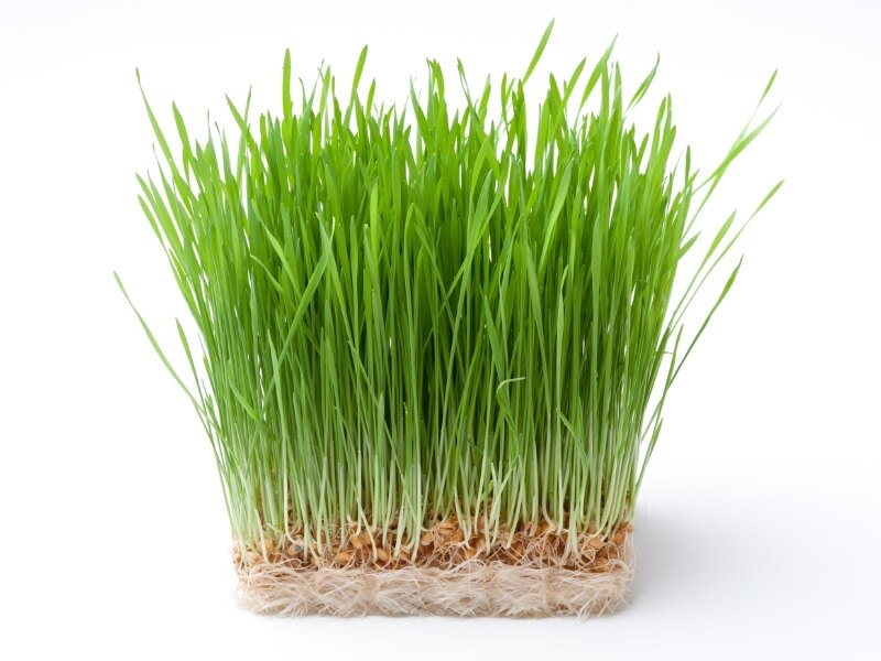 wheat grass