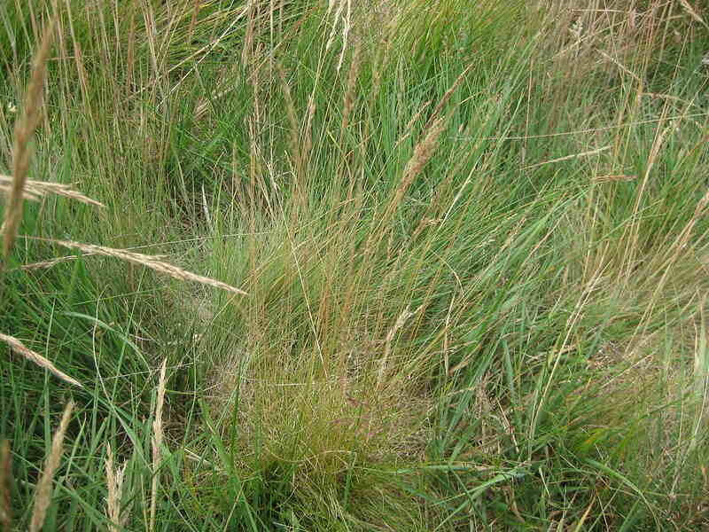 fine fescue