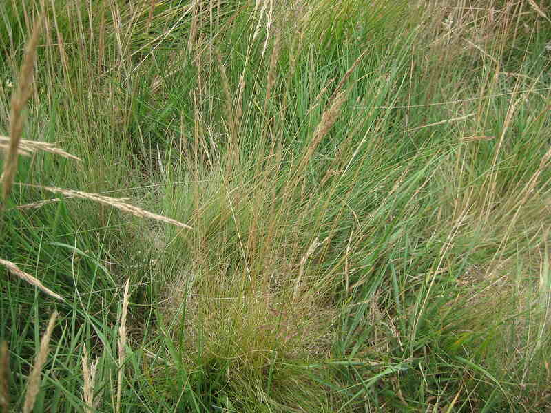 fine fescue