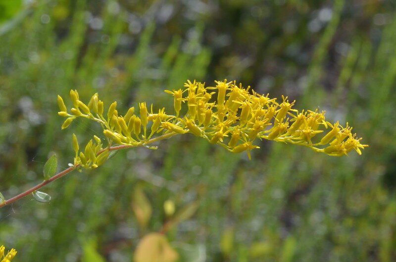 A beautiful yellow colored sweet goldenrod plant