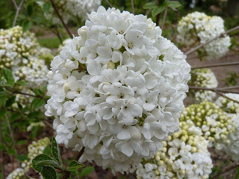 A beautiful white colored white colored arrowwood eskimo