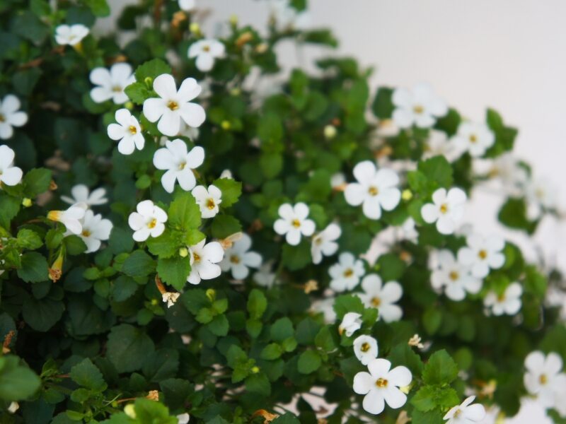 Aeae (Bacopa monnieri)