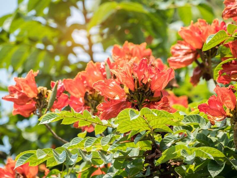 African Tulip Tree (Spathodea campanulata) 