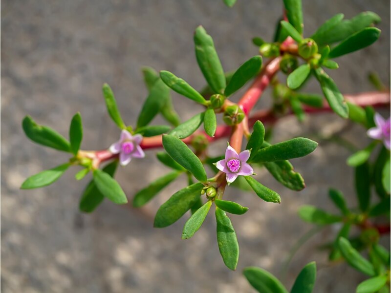 Akulikuli (Sesuvium portulacastrum)