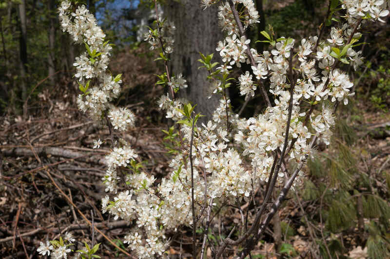 white colored flowers on a plant