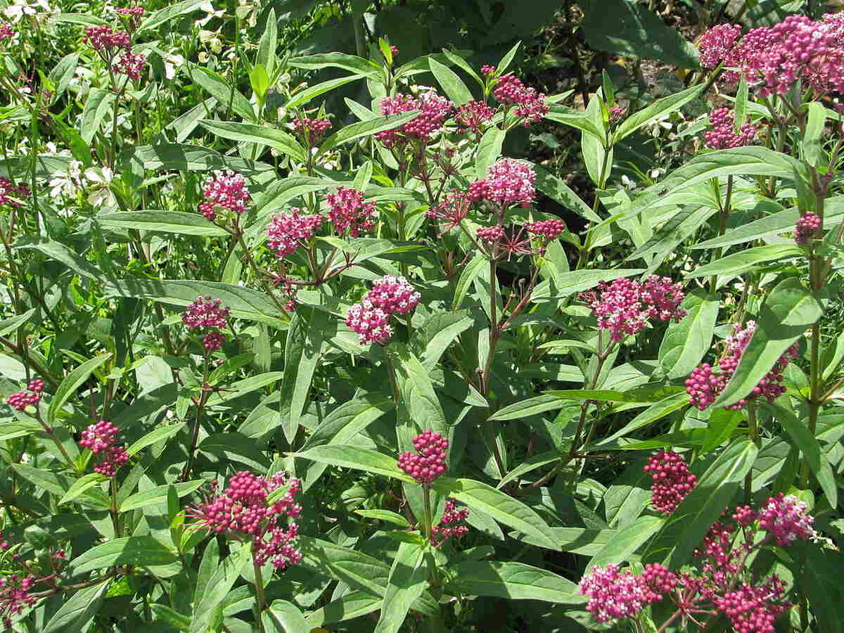 Beautiful pink colored flowers of swamp milkweed