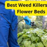 11 Best Weed Killers for Flower Beds of 2023 [Reviews]