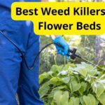 11 Best Weed Killers for Flower Beds of 2024 [Reviews]