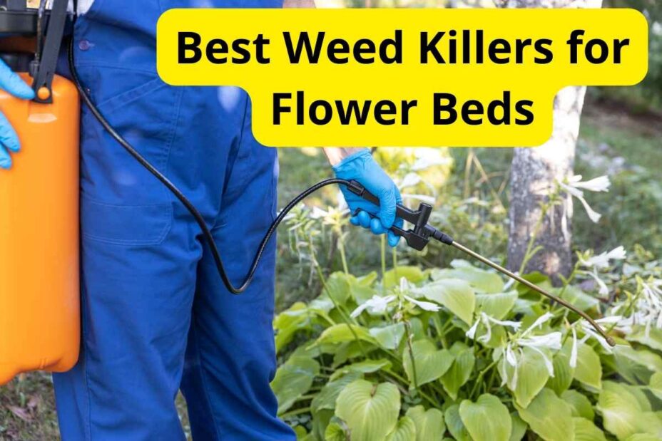 11 Best Weed Killers for Flower Beds of 2024 [Reviews]