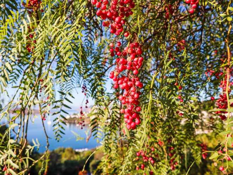 Brazilian Peppertree (Schinus terebinthifolius)