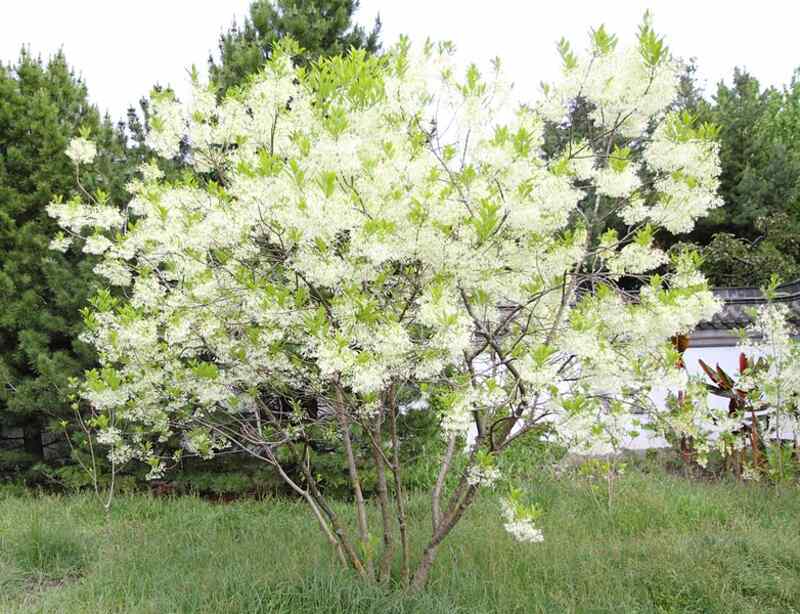 Beautiful white colored flowers of dwarf fringe tree
