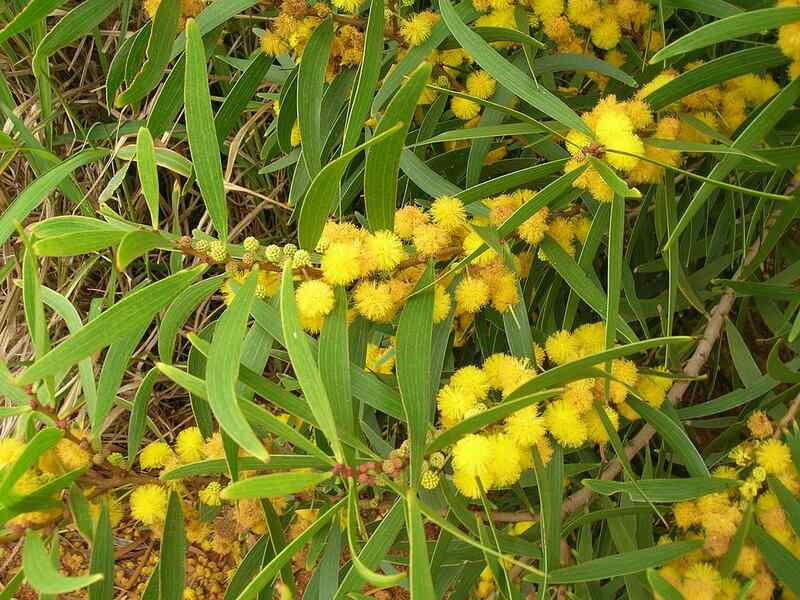 Formosan Koa (Acacia confusa)