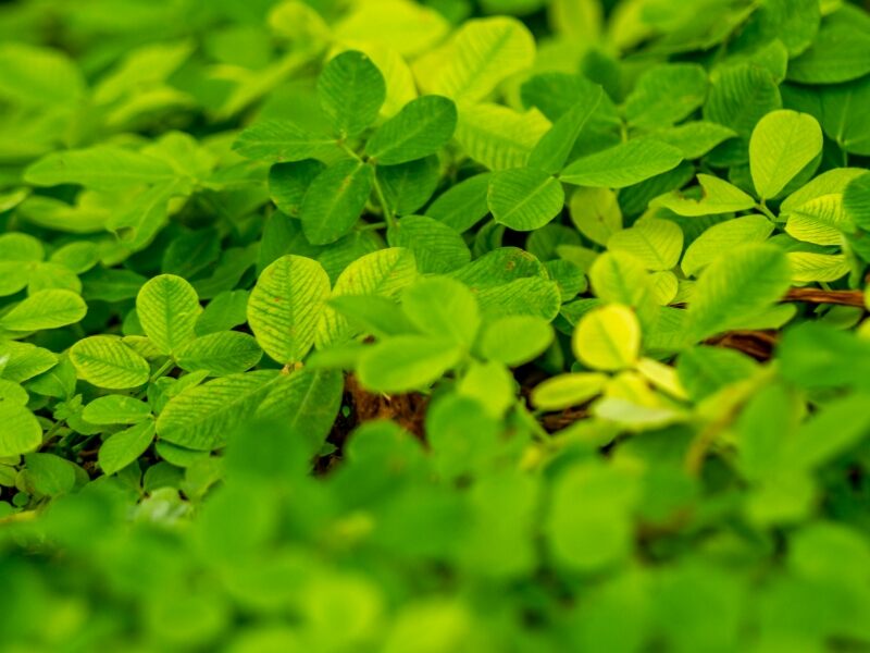 Golden Glory (Arachis pintoi)