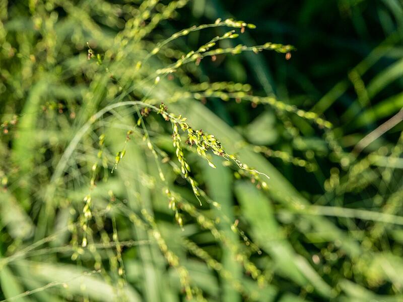 Guinea Grass (Megathyrsus maximus)