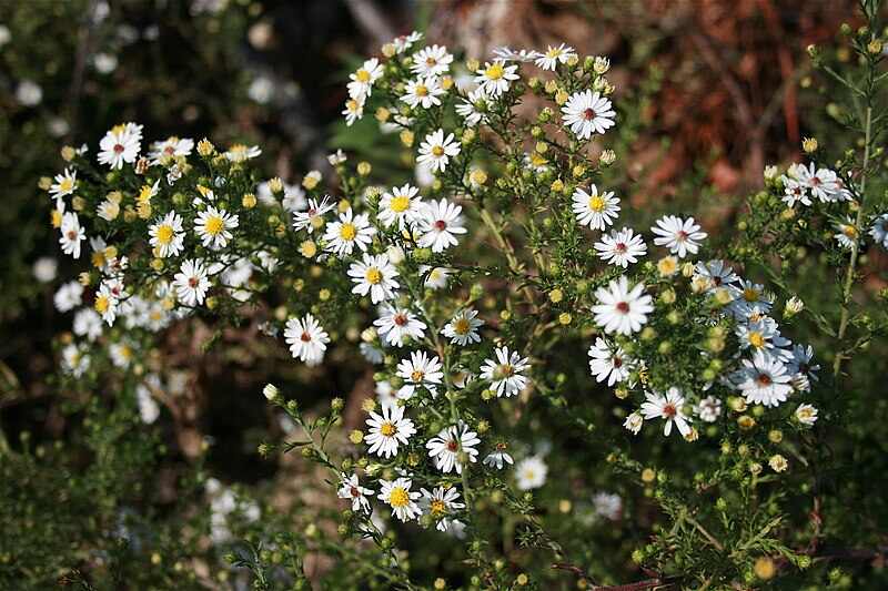 Beautiful white color flowers of heath aster