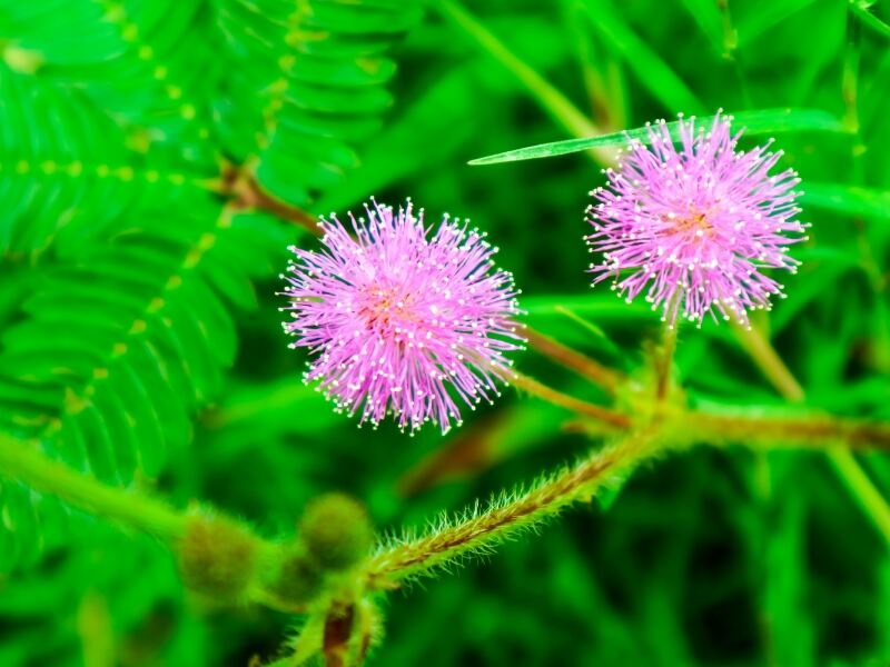 Hilahila (Mimosa pudica L.)