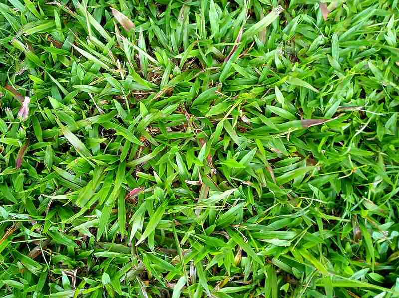 Hilo Grass (Paspalum conjugatum)