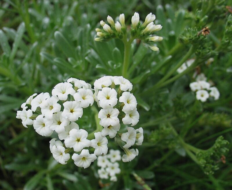 Hinahina (Heliotropium anomalum var. argenteum)