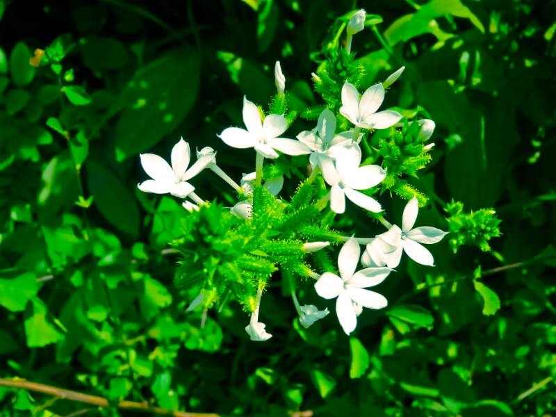 Iliee (Plumbago zeylanica)