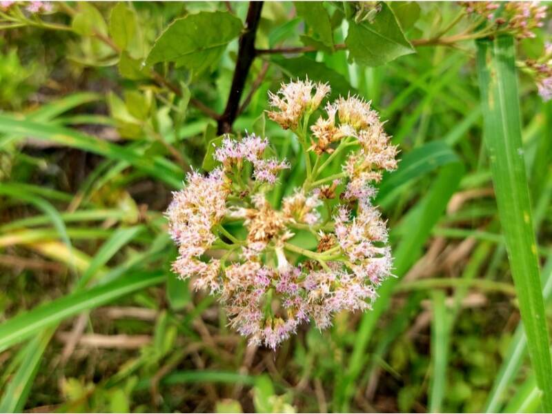 Indian Fleabane (Pluchea indica)