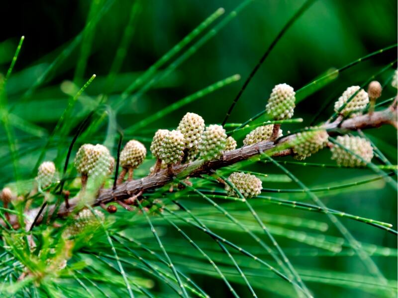Ironwood (Casuarina equisetifolia)