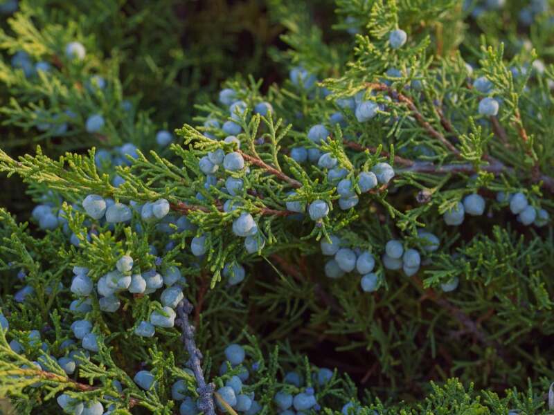 Juniper Berry (Citharexylum caudatum)