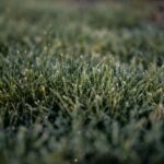 Guide to Growing Kentucky Bluegrass