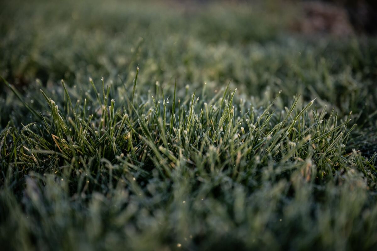 Close-up of Kentucky Bluegrass