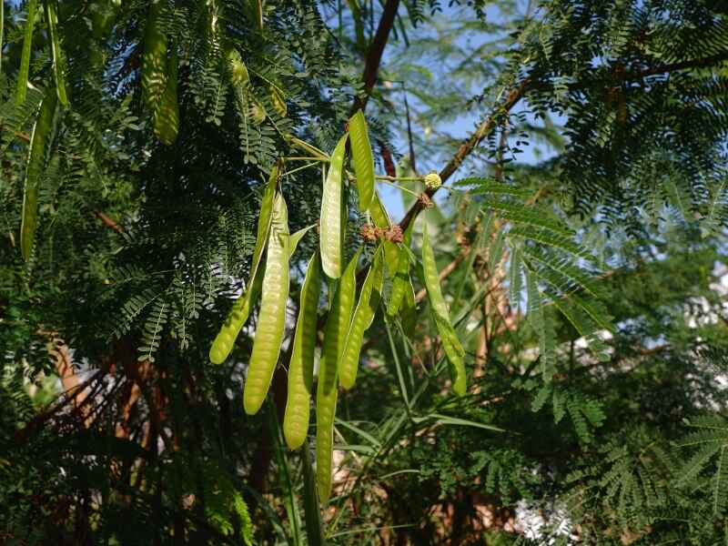 Koa Haole (Leucaena leucocephala)