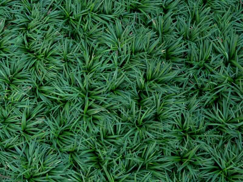Mondo Grass (Ophiopogon japonicus)