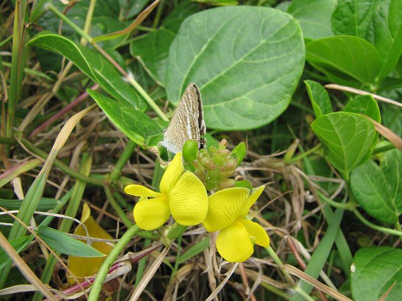 Nanea (Vigna marina)