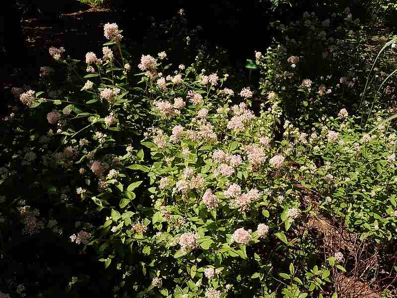 Beautiful white colored flowers of new jersey tea