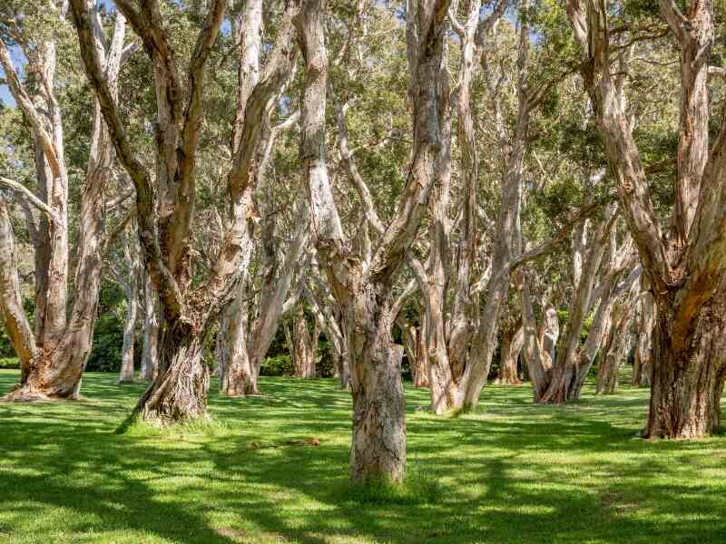 Paperbark (Melaleuca quinquenervia)