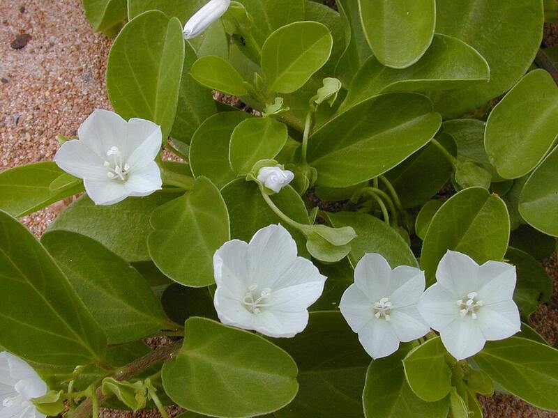Pauohiiaka (Jacquemontia ovalifolia ssp. sandwicensis)